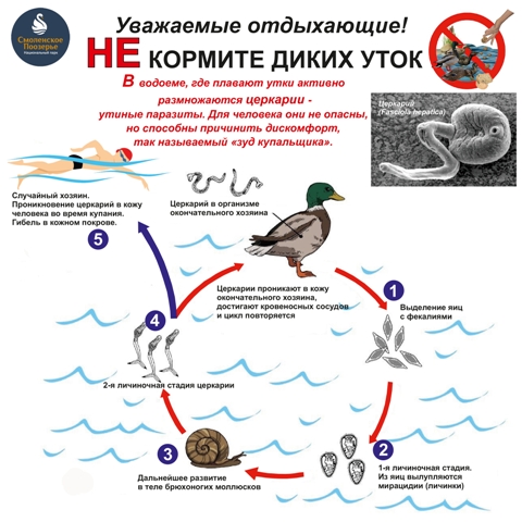 Установка аншлага "Не кормите диких уток" в местах купания людей в водоохранной зоне на территории национального парка.