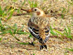 Пуночка Plectrophenax nivalis (L.) – на оз. Сапшо (пляж санатория), стайка из 6 пуночек (2 самца и 4 самки). Наблюдала Митрофанова Ольга (житель п. Пржевальское).