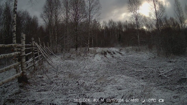 Первый снег полностью укрыл землю.