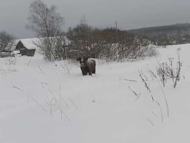 Зубр из центральной группировки (ур. Шевелёво, Гласковская лесная дача) пришёл в д. Рудню, Куров-Борская лесная дача.