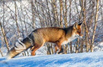Лиса обыкновенная. Фото: Г. Дубино