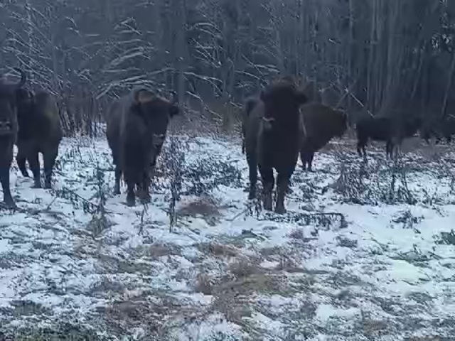 Зубры пришли на подкормочную площадку в урочище Раковка.