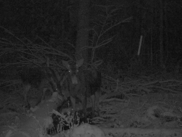 Работа фотоловушки на территории национального парка, солонец - лось, корова с телёнком.