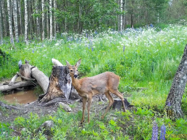 Работа фотоловушек на территории национального парка - косуля самка, голуби, зелёный дятел и заяц на солонце.