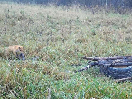 На подкормочнике, овёс и рыба, неожиданные встречи как из сказки - лисица и сорока, лисица и ворона, енотовидные собаки, лисица и енотовидные собаки.