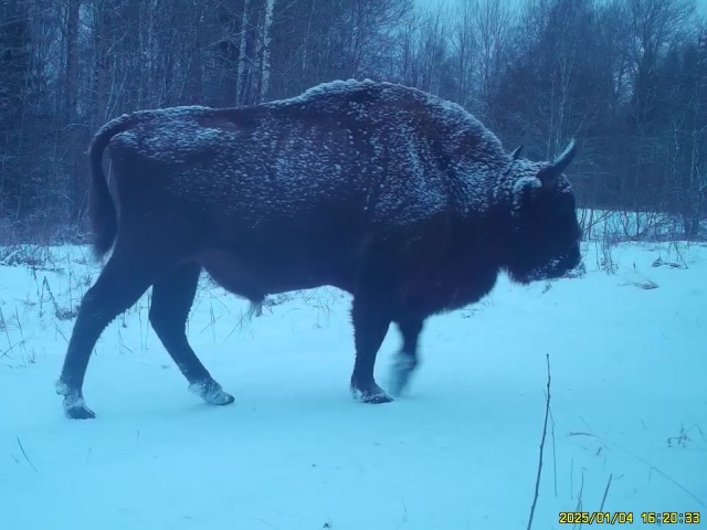 Работа фотоловушки в ур. Раковка на дороге к подкормочнику - зубры, волки, лисы и домашние коты.