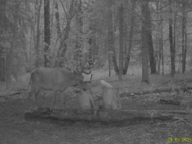 Работа фотоловушек на территории национального парка - олень самец.