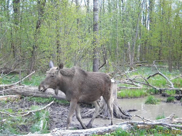 Работа фотоловушек на территории национального парка - лоси на солонцах "Смоленского Поозерья".