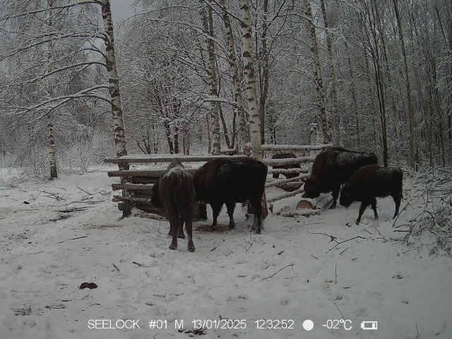 Работа фотоловушки на территории карантинного вольера в ур. Шевелёво, Гласковская лесная дача - жизнь 6 зубров.
