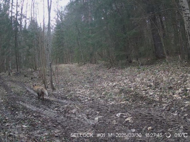 Работа фотоловушек на территории национального парка - лисица на одной из лесных дорог национального парка.
