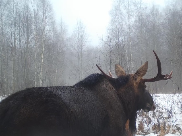 Работа фотоловушек на территории национального парка - лось, самец идёт на солонец, а на другом солонце лось проходит мимо солонца. Две косули бегут по полю.