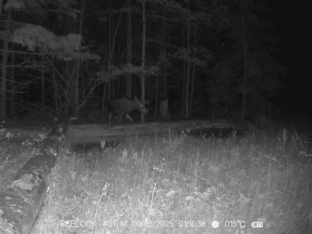 Работа фотоловушек на территории национального парка - стадо зубров, центральная группа на солонце в Гласковской лесной даче. И лось на солонце.