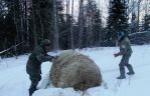 Стартовал проект «Подарите зубрам зиму»