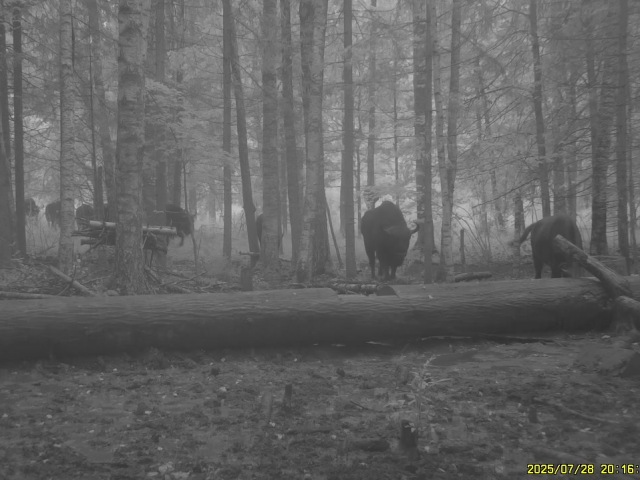 Работа фотоловушек на территории национального парка - стадо зубров, из южной группировки, идёт на солонец в Гобзянской лесной даче.