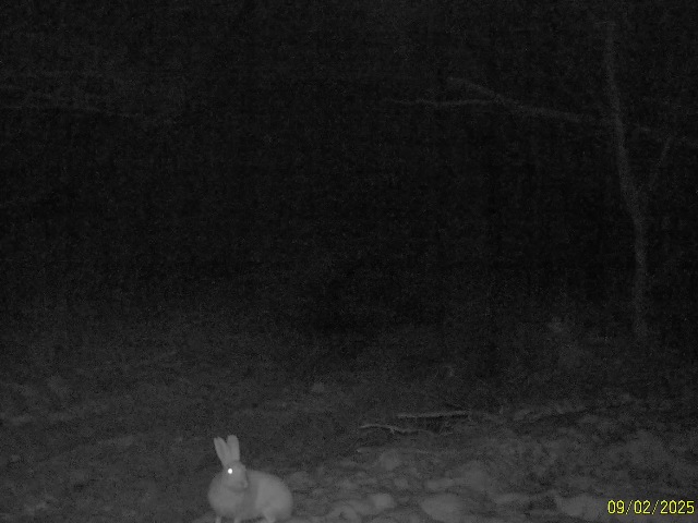 Работа фотоловушки на территории национального парка - рысь (предположительно самка) и заяц.