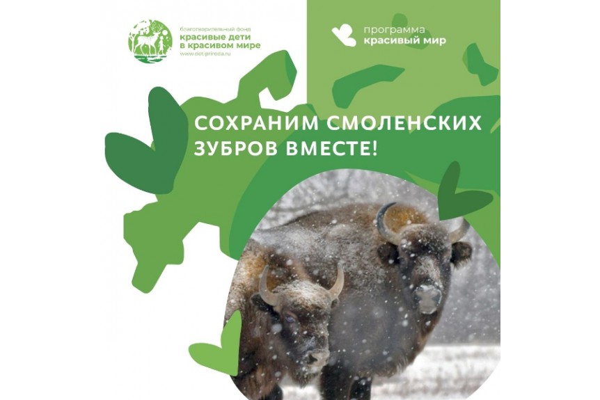 Сто лет назад зубры могли исчезнуть навсегда.