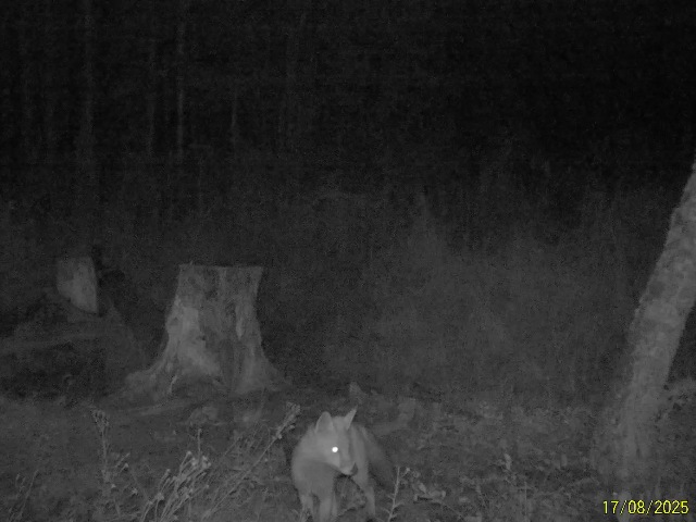 Работа фотоловушек на территории национального парка - лисица и барсук проходили мимо солонца.