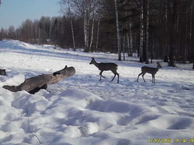 Работа фотоловушек на территории национального парка - две косули на солонце.