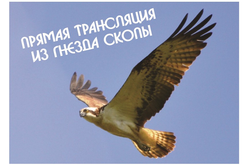 Прямая трансляция из гнезда скопы