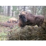 "Зубриный дом" национального парка "Угра"