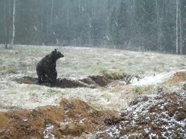 Работа фотоловушек на территории национального парка - медведь на приваде.
