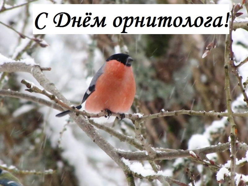 19 февраля – День орнитолога!