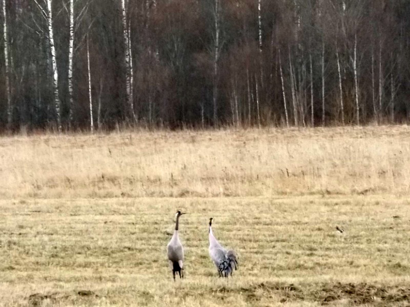 Прилетели серые журавли.