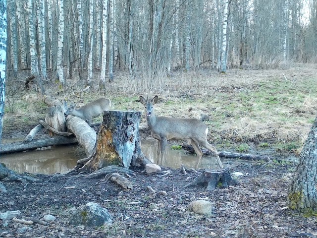 Работа фотоловушек на территории национального парка - лось самка и два прошлогодних телёнка, косуля самец и самка..