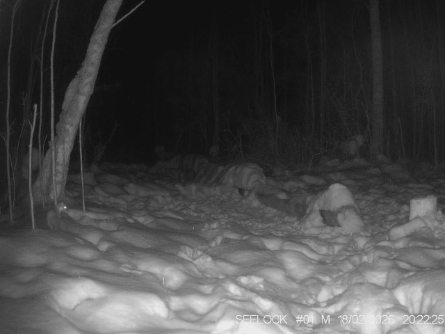 Работа фотоловушек на территории национального парка - куница пробегает мимо солонца, а также лоси и волк на солонцах.