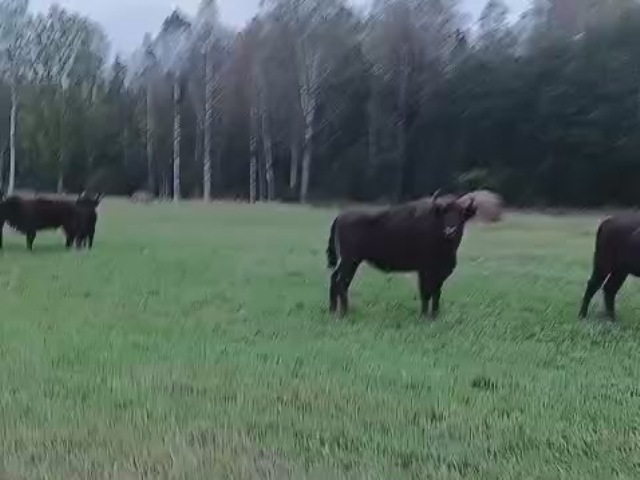 Зубры из южной группировки пришли на подкормочную площадку в ур. Раковку.