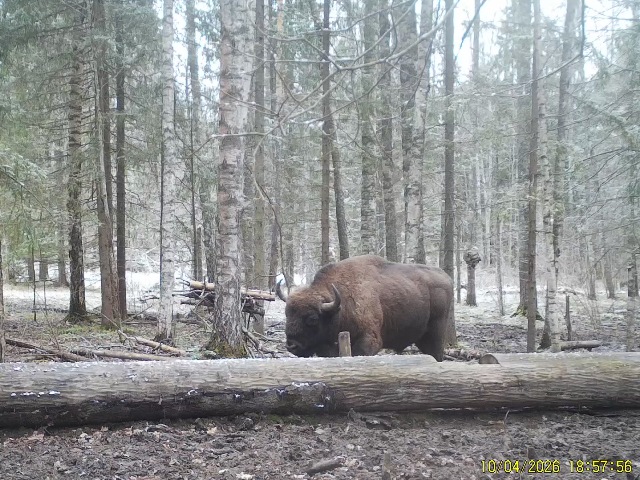 Работа фотоловушек на территории национального парка - зубр (южная группировка, Гобзянская лесная дача) на солонце.