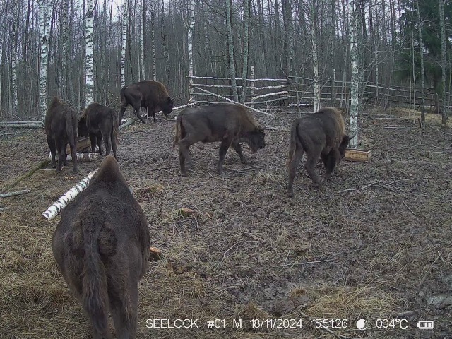 Работа фотоловушек на территории национального парка - на территории вольера в ур. Шевелёво осуществляется подкормка зубров, на подкормку приходят и две енотовидные собаки.