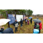В национальном парке посмотреть зубров теперь можно круглый год