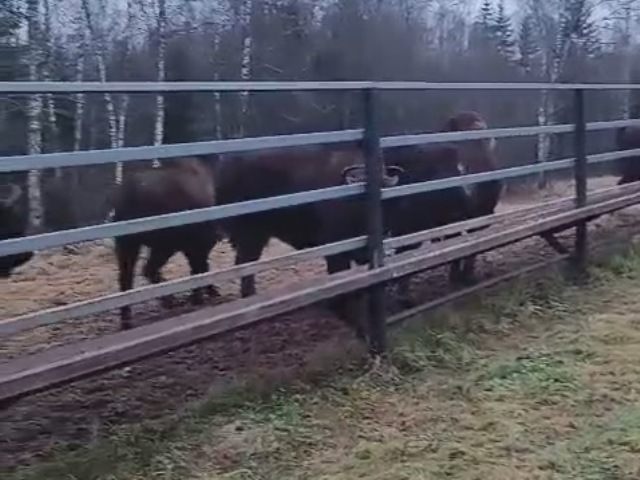 Зубры на подкормочной площадке в ур. Раковка, южная группировка.