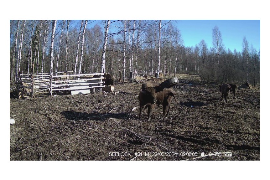 Продолжается реализация совместного проекта благотворительного фонда «Красивые дети в красивом мире» и национального парка «Смоленское Поозерье»