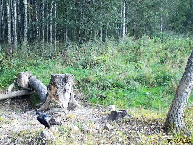 Работа фотоловушек на территории национального парка - лось самец на солонце, чёрный ворон.
