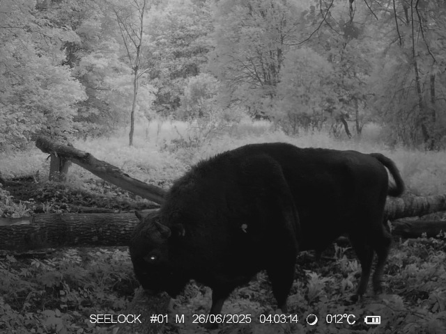 Работа фотоловушек на территории национального парка - стадо зубров, центральная группа на солонце в Гласковской лесной даче.