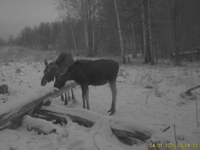 Работа фотоловушек на территории национального парка - стадо кабанов (более 22 голов), рысь и лоси.