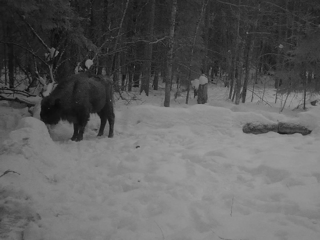 Трое зубров на солонце в ур. Вышка, Гласковская лесная дача, фото с фотоловушки за период с 15 по 18 февраля (зубры из центральной группировки).