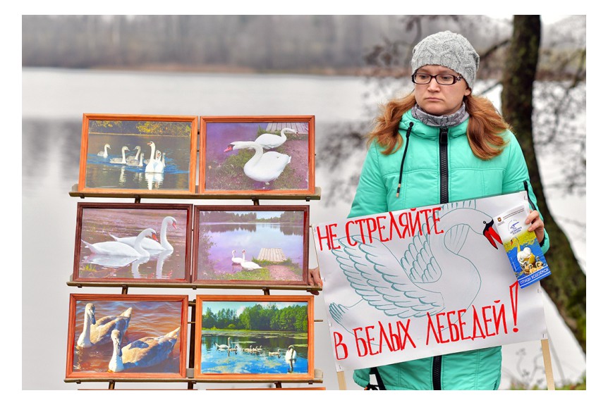 Лебеди объединяют людей.