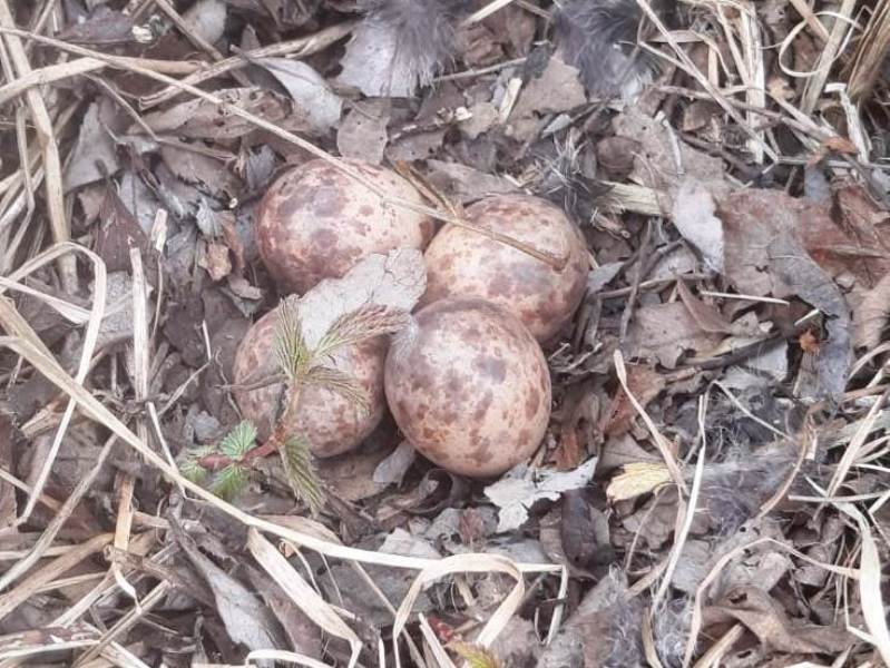 Кладка вальдшнепа из 4 бледно-охристых или красно-коричневых яйца с серыми и бурыми крапинами (фото Грохольского А.В.)