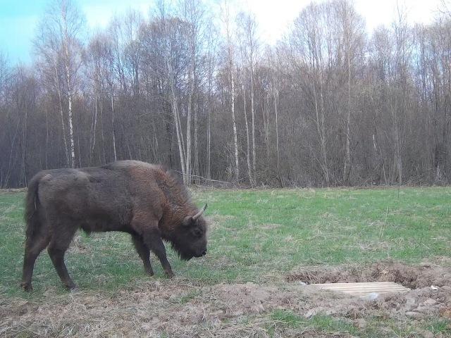 Работа фотоловушек на территории национального парка - зубр на приваде, косуля самка и стадо разновозрастных кабанов на солонцах.