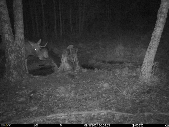 Работа фотоловушек на территории национального парка - лось, самец и стадо кабанов.