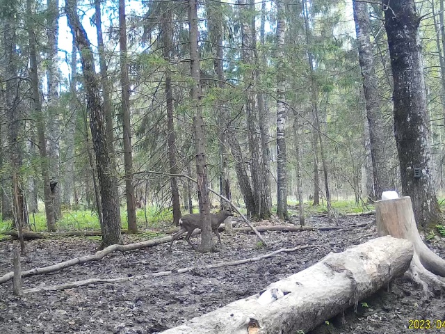 Самец косули на солонце, территория НП.