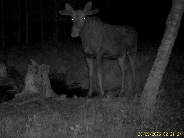 Работа фотоловушек на территории национального парка - лось самец, самец косули и олень самец на солонцах.