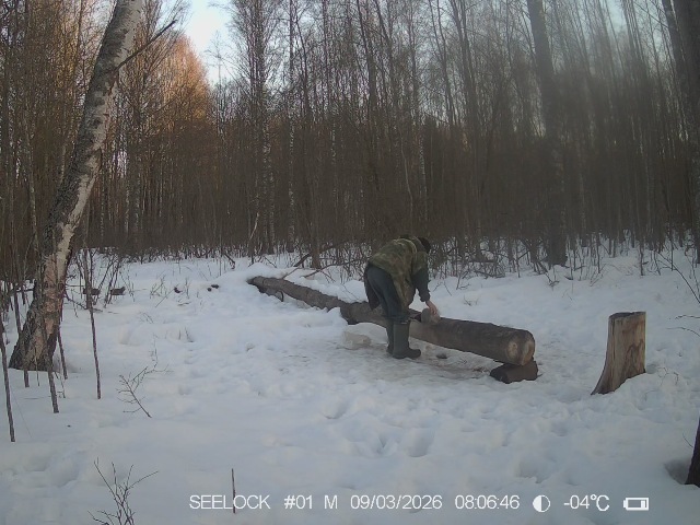Работа фотоловушек на территории национального парка - с утра инспектор пополнял солонец солью, а в обед пришли две косули.