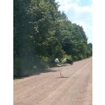 Аист на охоте