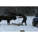 Дарим зубрам зиму