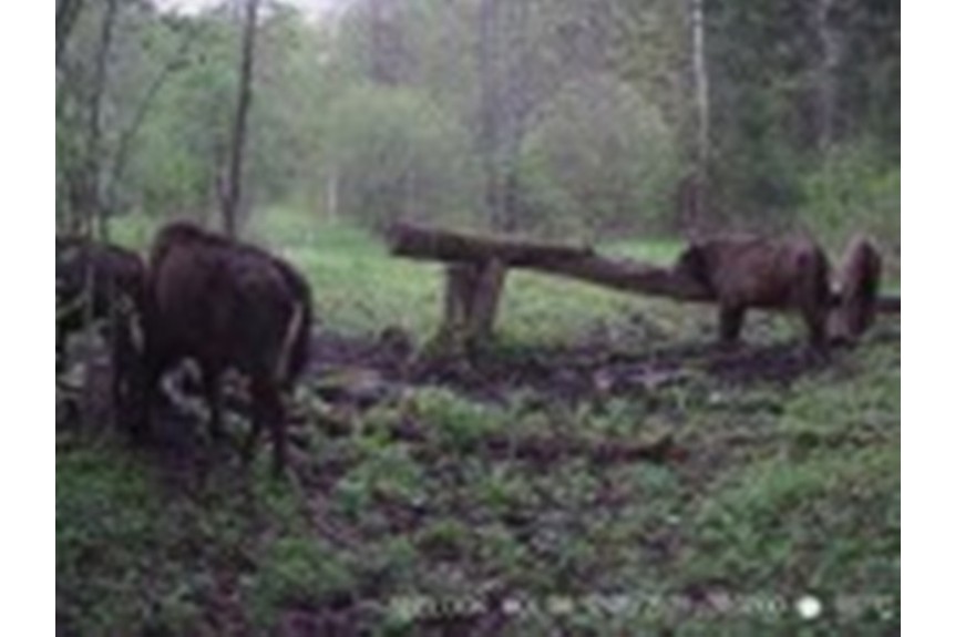 Зубры покинули ур. Шевелёво