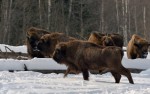 С заботой о смоленских зубрах
